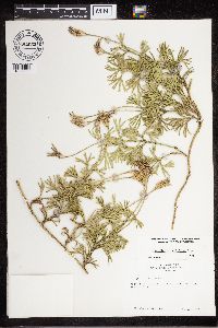 Diphasiastrum digitatum image