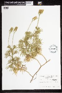 Diphasiastrum digitatum image