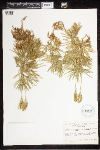 Diphasiastrum digitatum image