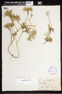 Diphasiastrum digitatum image