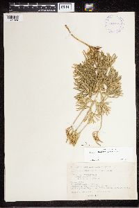 Diphasiastrum digitatum image