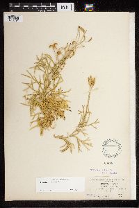 Thumbnail image of current specimen