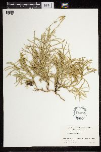 Thumbnail image of current specimen