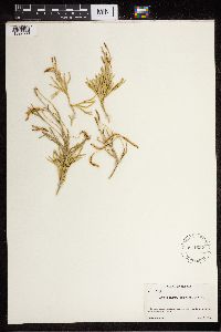 Thumbnail image of current specimen