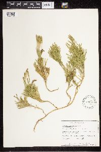 Diphasiastrum complanatum image