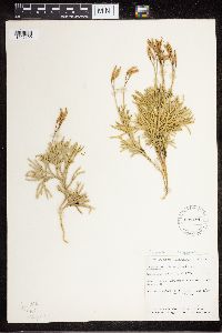 Diphasiastrum complanatum image