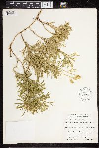 Diphasiastrum complanatum image