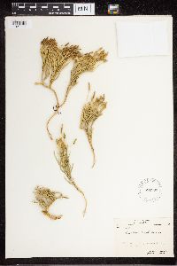 Diphasiastrum complanatum image