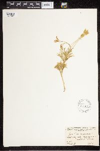 Diphasiastrum complanatum x digitatum image