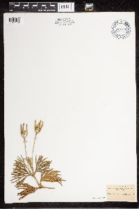 Diphasiastrum complanatum image