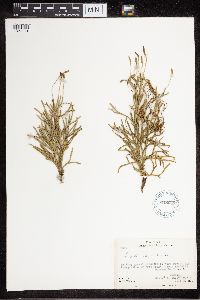 Diphasiastrum complanatum image