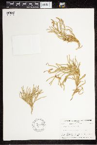 Diphasiastrum complanatum image