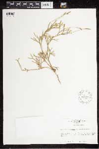 Diphasiastrum complanatum image