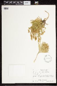 Diphasiastrum complanatum image