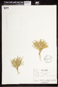 Diphasiastrum complanatum image