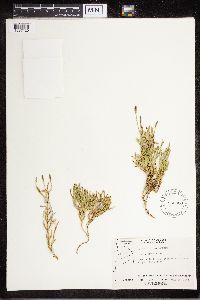 Diphasiastrum complanatum image