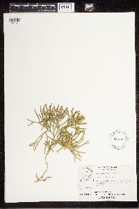 Diphasiastrum complanatum image