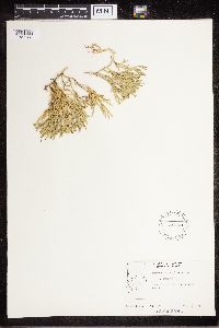 Diphasiastrum complanatum image