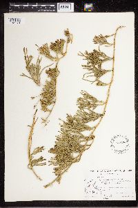 Diphasiastrum complanatum image