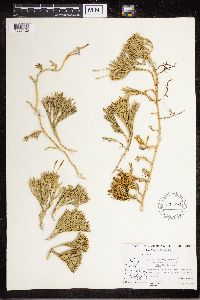 Diphasiastrum complanatum image