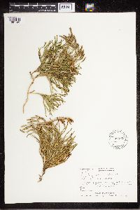 Diphasiastrum complanatum image