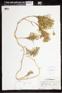 Diphasiastrum complanatum image