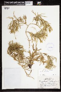 Diphasiastrum complanatum image