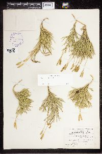 Diphasiastrum complanatum image