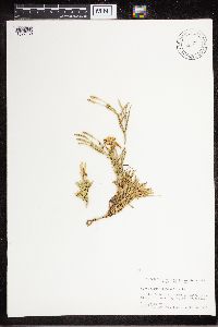 Diphasiastrum complanatum image