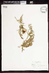 Diphasiastrum complanatum image