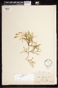 Diphasiastrum complanatum image