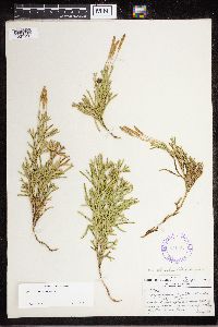 Diphasiastrum complanatum image