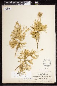 Diphasiastrum complanatum image