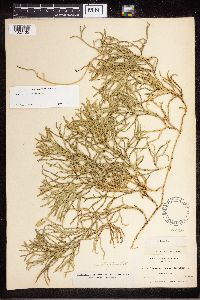 Diphasiastrum complanatum image