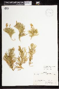 Diphasiastrum complanatum image