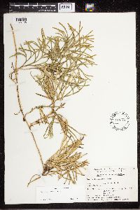 Diphasiastrum complanatum image