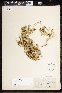 Diphasiastrum complanatum image