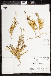 Diphasiastrum complanatum image