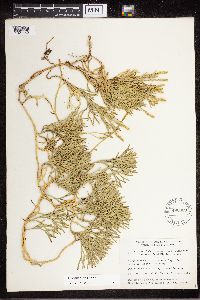 Diphasiastrum complanatum image