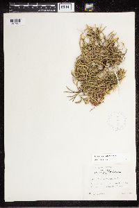 Diphasiastrum complanatum image