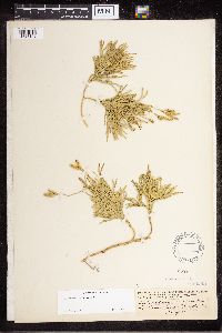 Diphasiastrum complanatum image