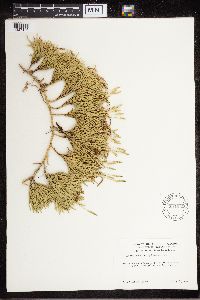 Diphasiastrum complanatum image