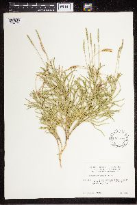 Diphasiastrum complanatum image