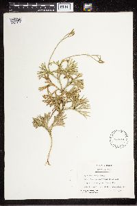 Diphasiastrum complanatum image