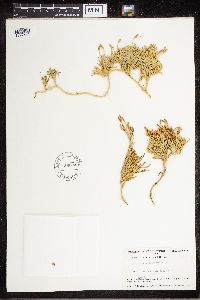 Diphasiastrum complanatum image