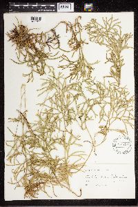 Diphasiastrum complanatum image