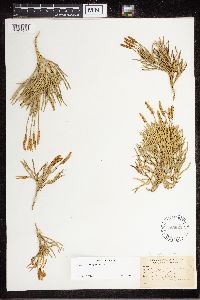 Diphasiastrum complanatum image