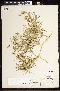 Diphasiastrum complanatum image