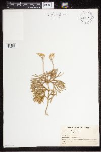 Diphasiastrum complanatum image