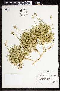 Diphasiastrum complanatum image